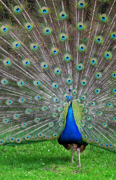 istock The colorful peacock with the open tail 669387346