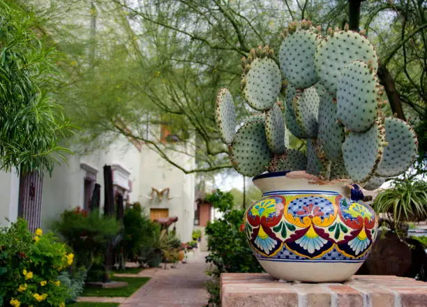Cacti in pot decorating a street in Oldtown, Scottsdale
