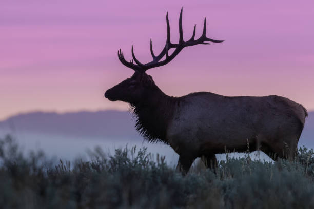 istock Bull Elk Silhouetted at Sunrise 669394424