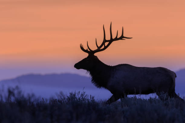 istock Bull Elk Silhouetted at Sunrise 669394428