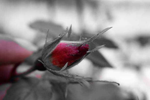 Red rose and the first frosts - a winter background