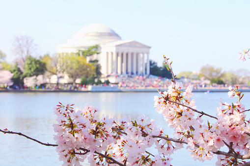 Cherry Blossoms at Tidal Basin, Washington DC