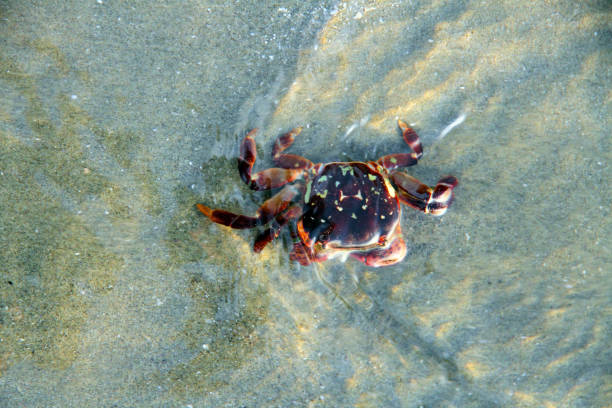 A crab on South Chesterman beach in Tofino, Canada.