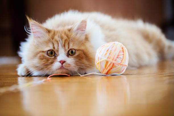 katze mit ball spielen gelangweilt - playing with cat stock-fotos und bilder