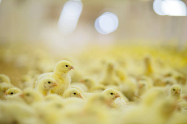 fienile pieno di piccoli polli gialli giovani - industry chicken agriculture poultry foto e immagini stock