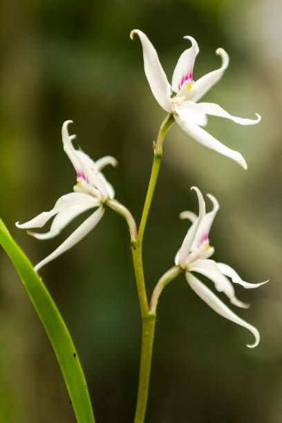 Encyclia bulbosa Pabst Orchid Encyclia is a genus of orchids encyclia orchid stock pictures, royalty-free photos & images