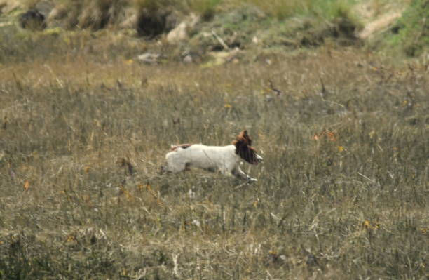 istock springer spaniel dog hunting activity countryside 669412444