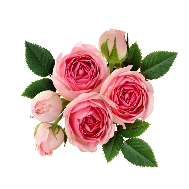 Pink rose flowers arrangement Pink rose flowers arrangement isolated on white. Flat lay. rose colored photos stock pictures, royalty-free photos & images