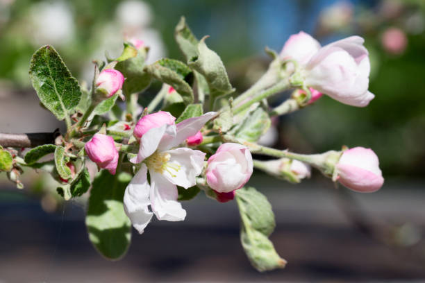 istock White-pink flower of an apple-tree close up 669412852