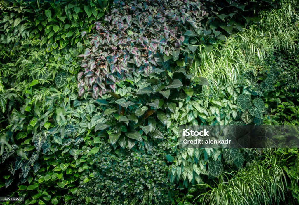 Botany Surface Texture Leaf Wall Texture Stock Photo - Download Image Now - Botany, Branch ...