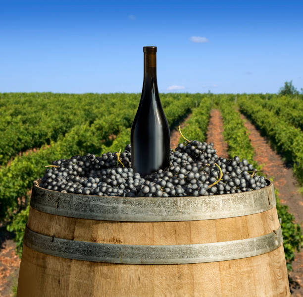 istock wooden barrel on grape plantation 669413464