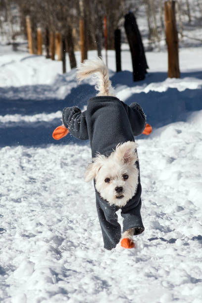 istock Maltese in the snow 669413722