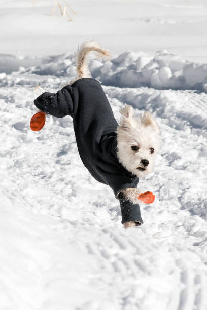 istock Maltese in the snow 669413736