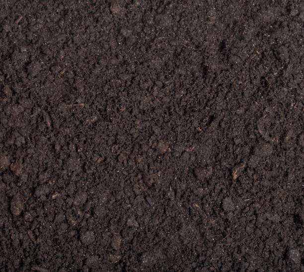 istock close up of black soil 669413830