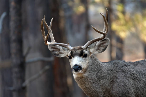 Rear view of a deer with antlers, showcasing its reddish-brown coat and large ears. Captured at Bannerghatta National Park in Karnataka, India.