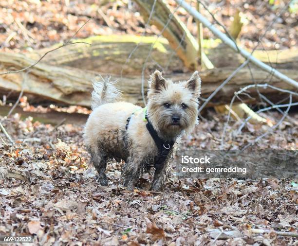 Cute Cairn Terrier Dog Covered In Mud Naughty Funny Stock Photo - Download  Image Now - iStock