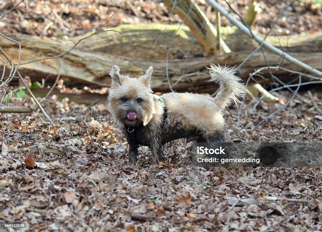 Cute Cairn Terrier Dog Covered In Mud Naughty Funny Stock Photo - Download  Image Now - iStock