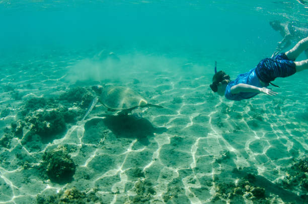 criança nadando em direção a tartarugas marinhas no havaí - mergulho autónomo - fotografias e filmes do acervo