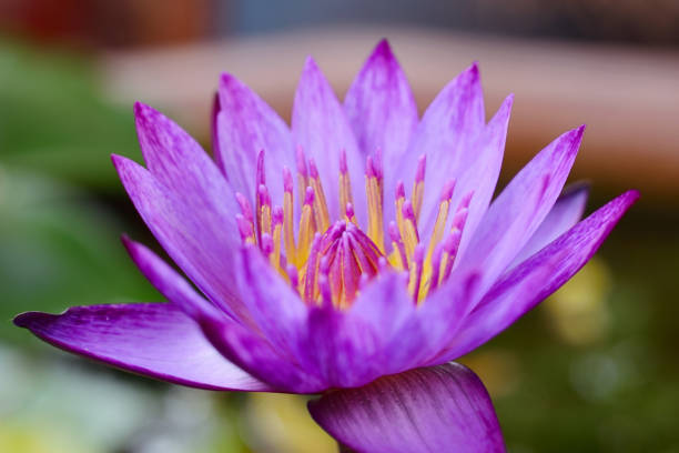 istock Beautiful purple lotus flower 669423460