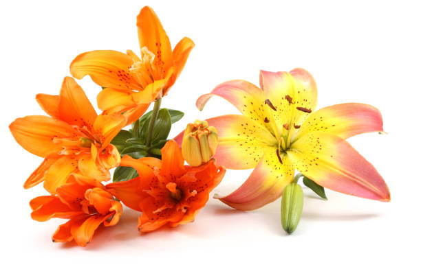 istock Orange and yellow-pink lily 669426230