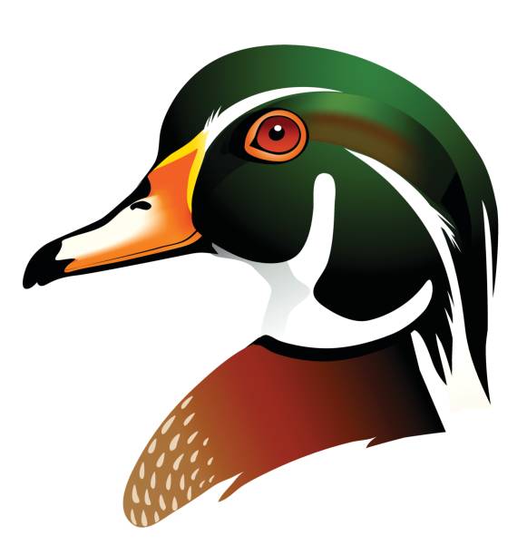 vector-illustration-of-the-
