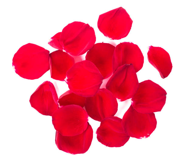 Red rose petals on white. Rose Petals, Petal, Rose - Flower, Flower Part, Cut Out rose pedal photos stock pictures, royalty-free photos & images