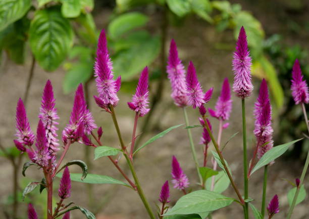 istock Celosia Flamingo Feather 669433798