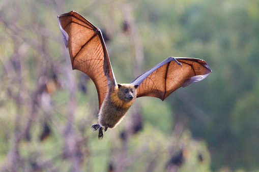 A flying fox in mid air flying towards camera. Look closely and you can see the veins in its wings. Shot taken at Yarra Bend Park in Melbourne, Australia.