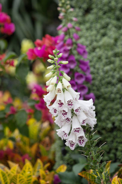 istock the Canterbury bells flowers in full bloom 669438722