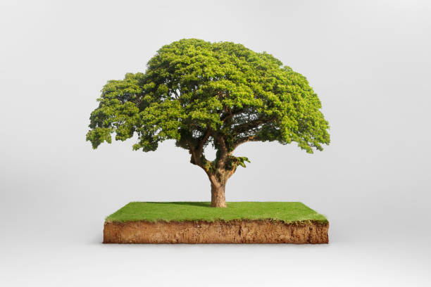 istock cubical cross section with underground earth soil and green grass on top 669443942