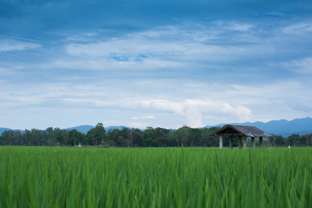 istock Green Terraced Rice Field in Chiangrai, Thailand 669444310