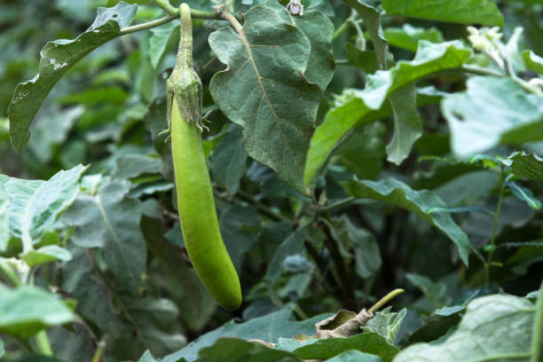 istock Organic eggplants farm, Healthy food concept. 669444546