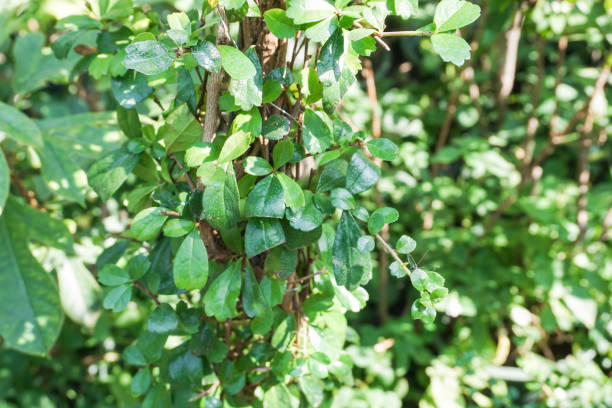 istock close up green creeper plant texture 669444784