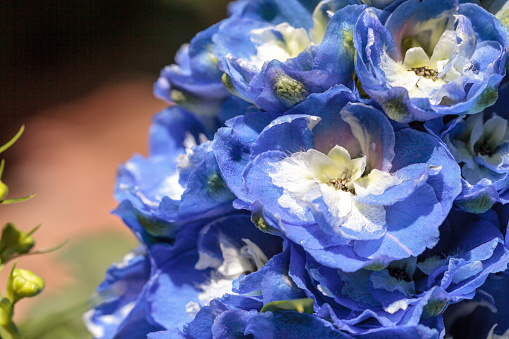 Blue larkspur flower called Delphinium in a botanical garden blooming in spring