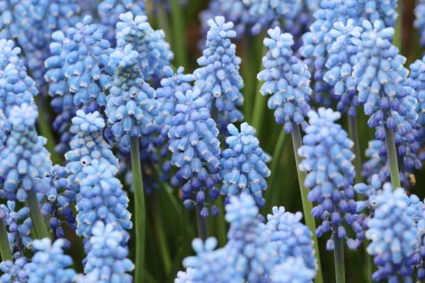 istock the Blue Hyacinths isolated at 2017 669445438