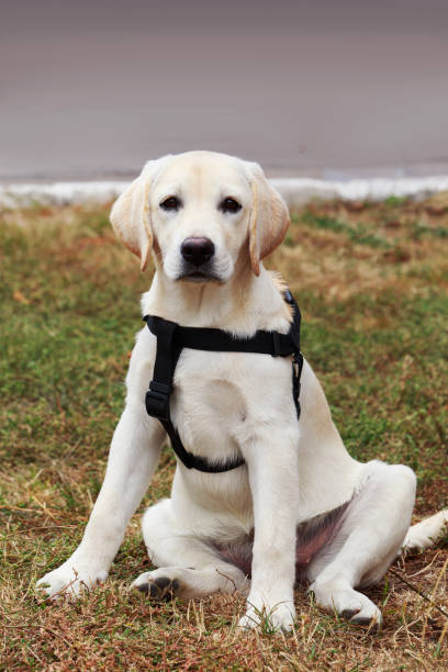 istock The puppy of labrador 669445484
