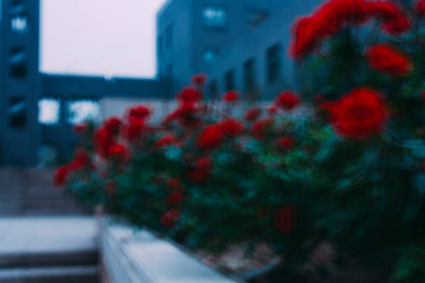 istock blur effect of a red rose, flower. 669448064