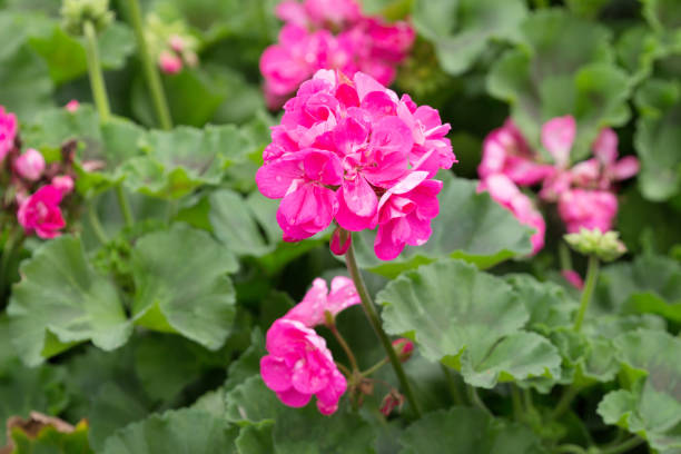 istock Blossoming flowerbeds in the park 669448176