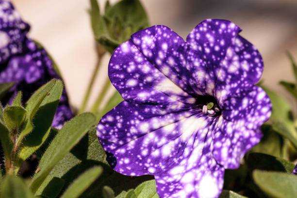 istock Purple night sky petunia flower 669451990
