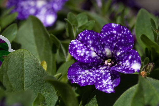 istock Purple night sky petunia flower 669452026