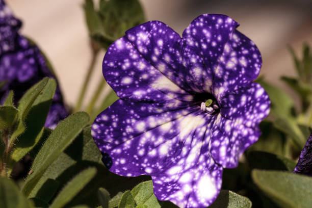 istock Purple night sky petunia flower 669452042