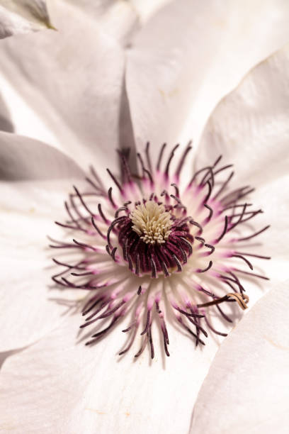 White fragrant star clematis flower with a purple center blooms on a vine in spring
