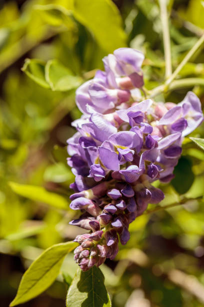 istock Purple Wisteria flower 669455300