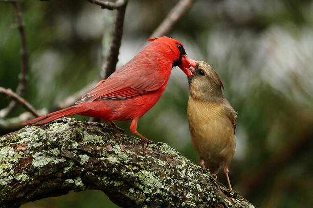A Bird Couple A couple of cardinal birds female cardinal bird stock pictures, royalty-free photos & images