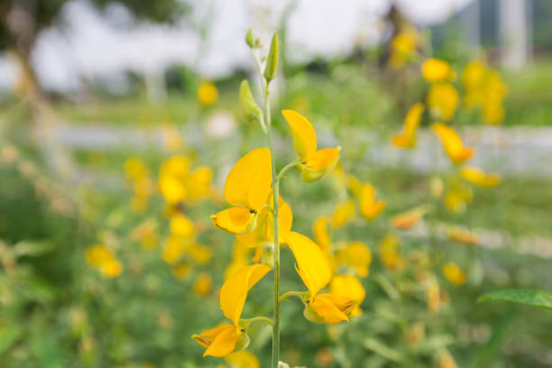 istock Selective focus of yellow flower on blurred green leaf background. 669458964