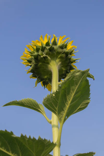 istock Beautiful sunflower in garden. 669459194