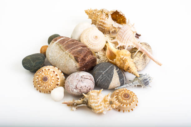 istock Sea pebbles and seashells on white background 669466906