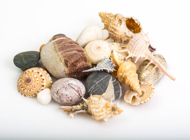 istock Sea pebbles and seashells on white background 669466926