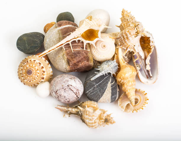 istock Sea pebbles and seashells on white background 669466950