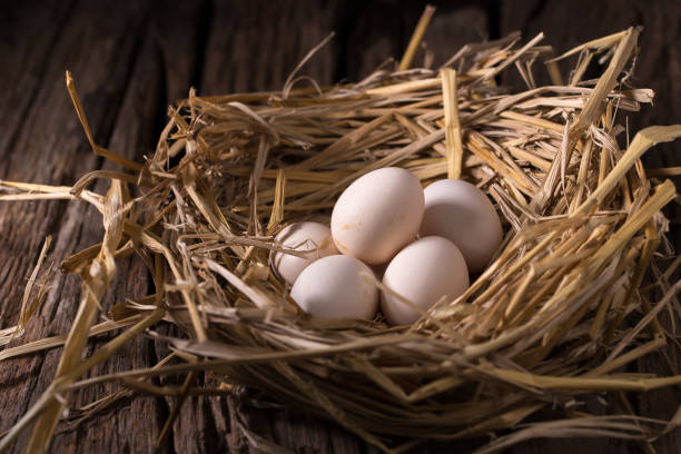 istock Chicken eggs in the straw in the morning light 669467200